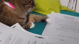 Don't Touch My Papers