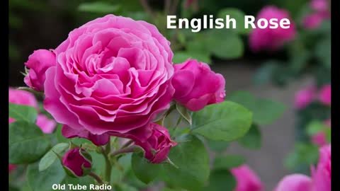 English Rose