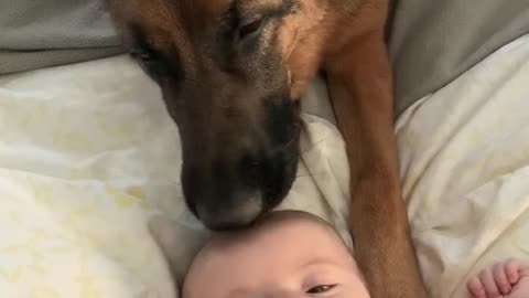 German Shepherd preciously licks baby's head