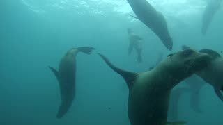 Sea Lion Diving Santa Barbara Island, California 2014