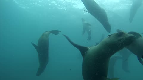 Sea Lion Diving Santa Barbara Island, California 2014