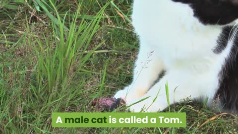 A collection of facts about the domestic cat