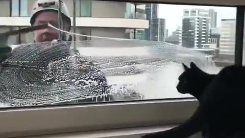I wonder who is having more fun.. The cat or the window cleaner??