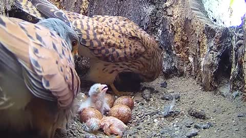 Kestrel Athena’s 1st Chicks Hatch & Partner Apollo Can't Wait to See ????