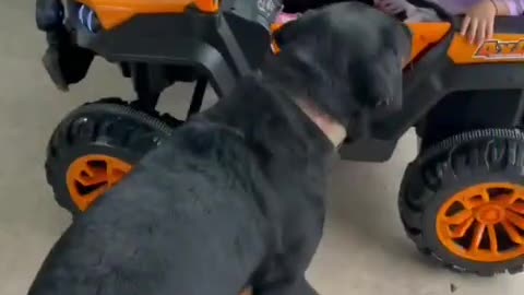 Dog wants to play a car with baby
