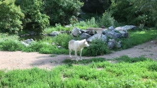 The International Wolf Center