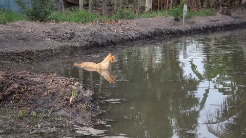 A Swimmer Dog In A Pond! Getting Ready?