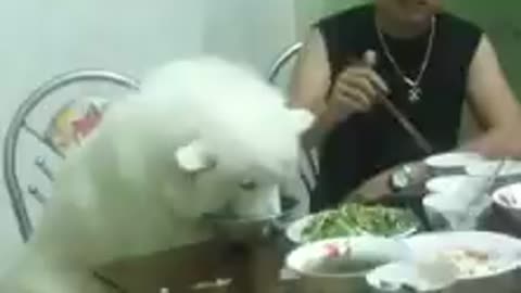 Samoyed Dog dinner on the table as people