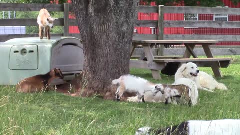 Perro de granja tiene asientos de primera fila frente a una graciosa batalla de cabritos