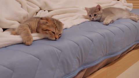 A cute kitten who wakes up early and plays too much is finally put to bed by his owner