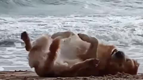 dog life, fun on the beach