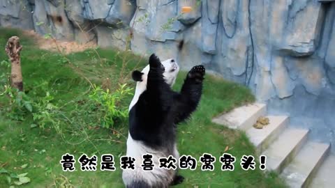 Panda is a national treasure