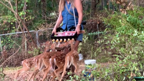 How do you feed 6 fawns at the same time.?