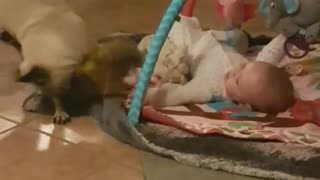 Competitive pug plays tug-of-war with baby