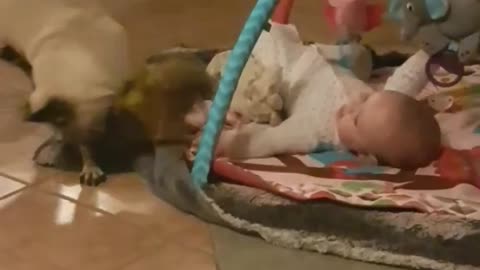 Competitive pug plays tug-of-war with baby