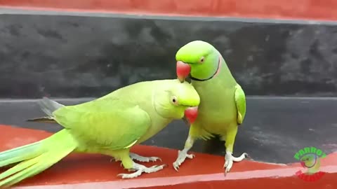 Ringneck Parrot Videos Compilation