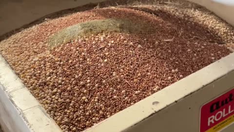 Grinding Chicken Feed