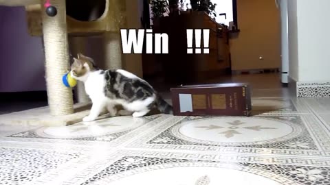 The best funny playing cats and dancing kitening