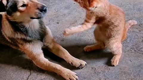 Cats 🐈🐈 vs dog 🐕 🐕 fight funny video