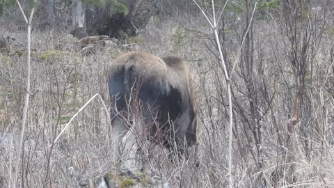 The South end of a Moose