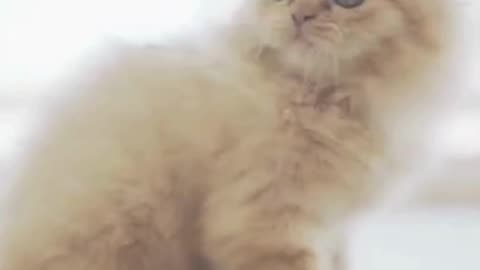 Cute and Funny Baby Cat Video
