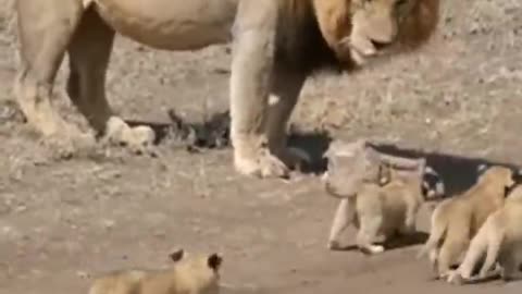 Lion papa wants no part of his kids #safari #bigcat #lion #cubs #cute #cutecat #shorts
