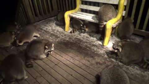 Mobbed by raccoons