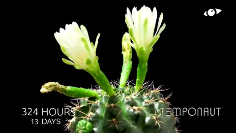 Cactus Flowering Timelapse