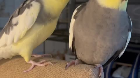 cute cocktiel fight with brother