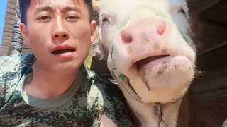 Best funny video cow and man