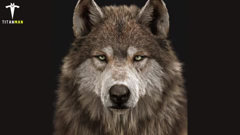 Wolf life