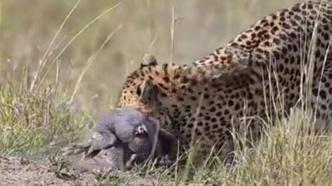 Cheetah takes down Warthog