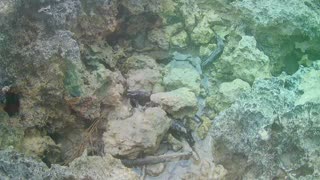 Belize 2018, San Pedro, Ambergris Caye, Victoria House, San Pedro, Fishing, Snorkel