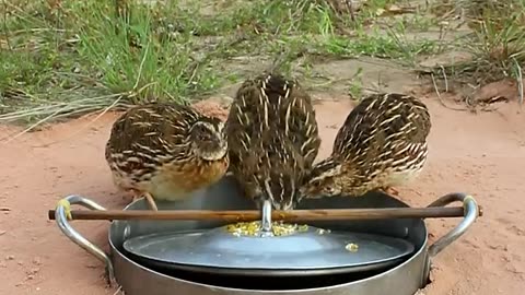 DIY Quail Trap