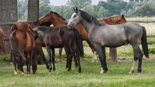 Lovely horses 03 🐎