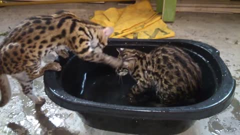 Asian leopard cat playing