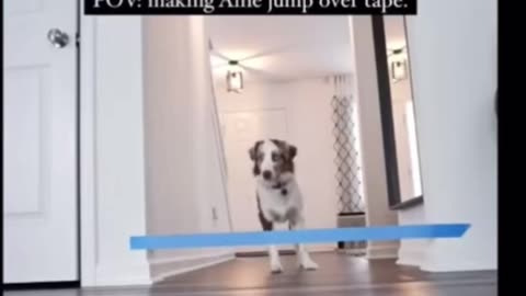 Dog Attempts Jumping Challenge With Owner