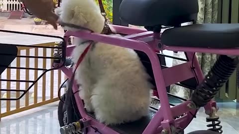 This Motorbike Has a Special Spot Just for the Dog!