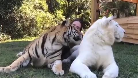tiger lovers