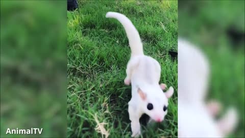 Watch These Cute Sugar Gliders Fly!