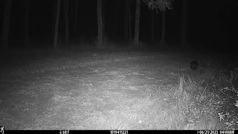 Badger on trail cam