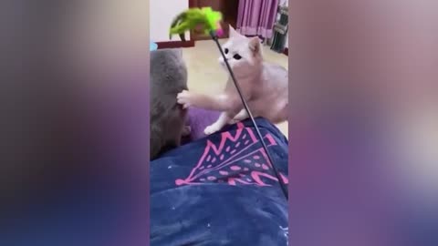 Agile cats #FunnyPets #shorts