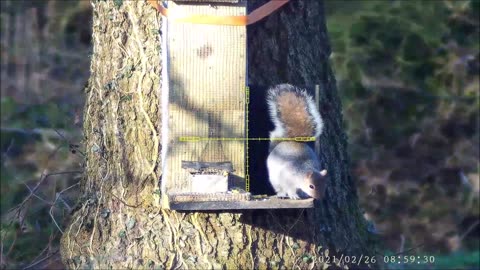 Info On Grey Squirrels Then Greys, Greys, Greys