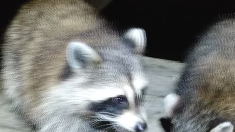 Raccoons have excellent night vision.