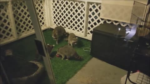 Raccoons stealing cats' food | Funny Pets