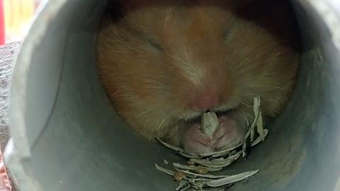 Watch how hamsters eat and store food