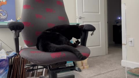 Adopting a Cat from a Shelter Vlog - Cute Precious Piper Does a Pedicure in the Office