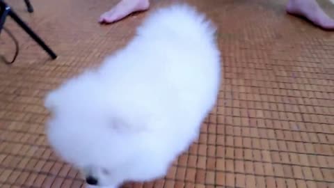 First Cute Pomeranian Puppy Bath I Funny Dogs Puppies | Min Puppy #6.