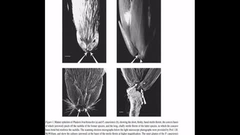 Old World Agriculture Canary Seed Domestication