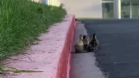 Ducklings Struggle to Climb up Curb While Crossing Street Behind Mother Duck